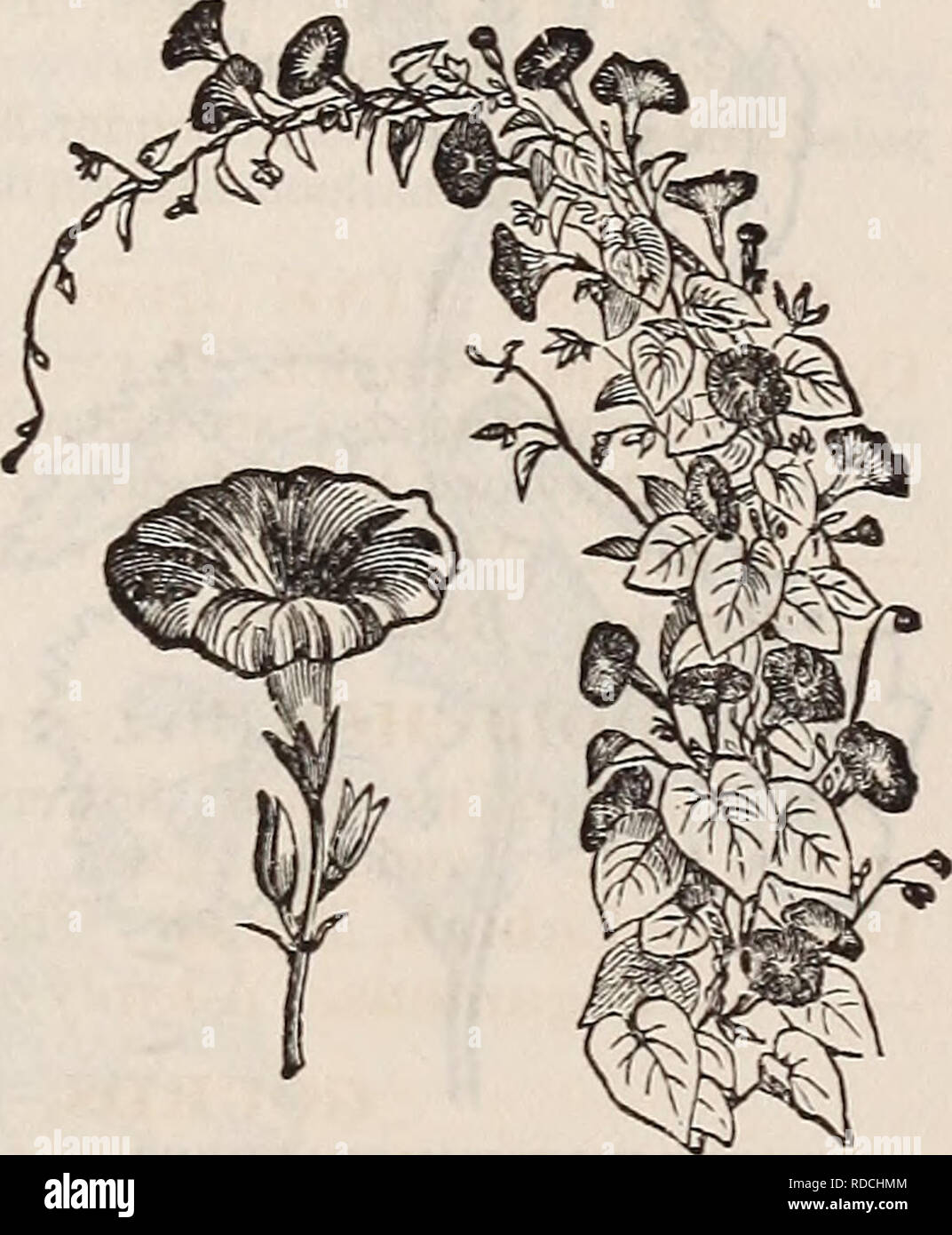 . E. Fred Washburn's amateur cultivator's guide to the flower &amp; kitchen garden for 1880. Nursery stock Massachusetts Catalogs; Flowers Seeds Catalogs; Kitchen gardens Catalogs; Vegetables Seeds Catalogs; Fruit Seeds Catalogs. THUNBERGIA AI.ATA (see page 79), IPOM^A VOIitJBILIS (aiADAME AlfNE). NEW IPOM/EAS, WITH SELF-COLORED FOLIAGE. 820 Ipomgea Hederacea Alba Grandiflora Intus Rosea. Handsome white flower, with dark-rose throat 821 Alba Grandiflora Intus Rosea Semi-Plena. Of the same form and color as the foregoing; a serai-double one, which is seldom seen in this family 822 Atrocarminea  Stock Photo