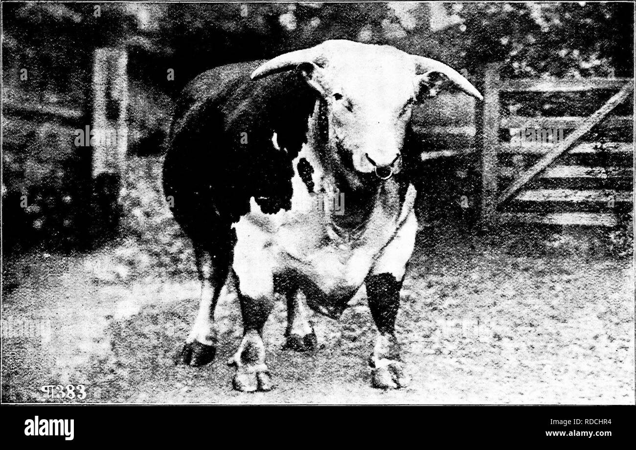 . History of Hereford cattle : proven conclusively the oldest of improved breeds . Hereford cattle. APPENDIX 549 earnest worker, striving for principles and facts, rather than for greed and mammon. He had been trying for years to induce the Farwells to put Herefords on their great 3,000,000-acre range in Texas, had contracted with-them (or one of them) to furnish them a thousand bulls at a fair price, when his difficulties overtook him, and Mr. John V. Farwell bought the en- tire herd at a song, singing it himself, and figuratively buried it on the great Capitol Ranch in Texas. No records were Stock Photo