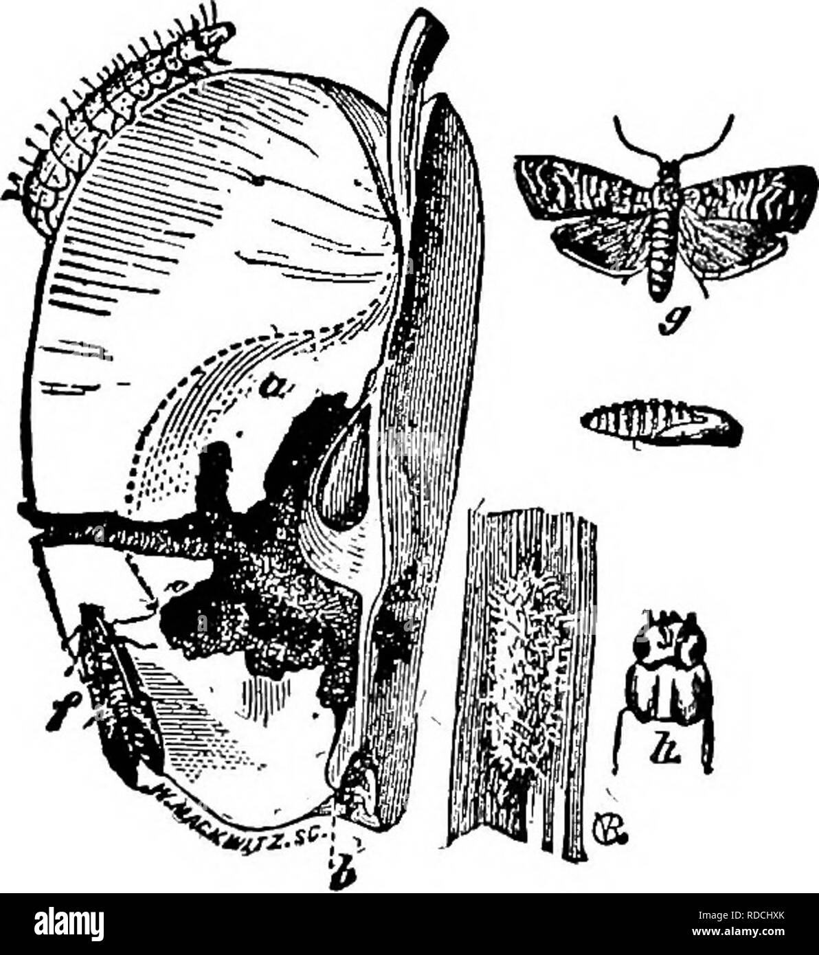 States forming insects Black and White Stock Photos & Images - Alamy