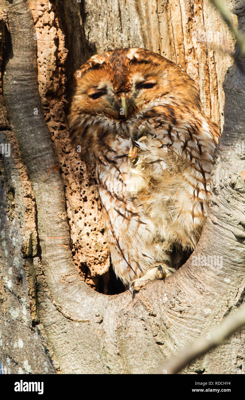 Tawny Owl in his roost hole Stock Photo Alamy