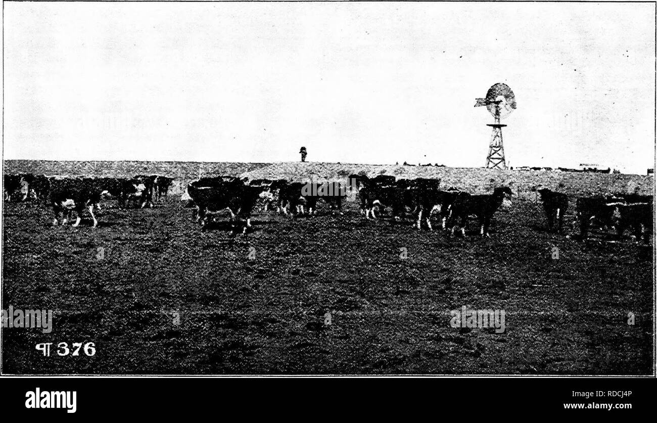 Cattle hay hereford Black and White Stock Photos & Images Alamy