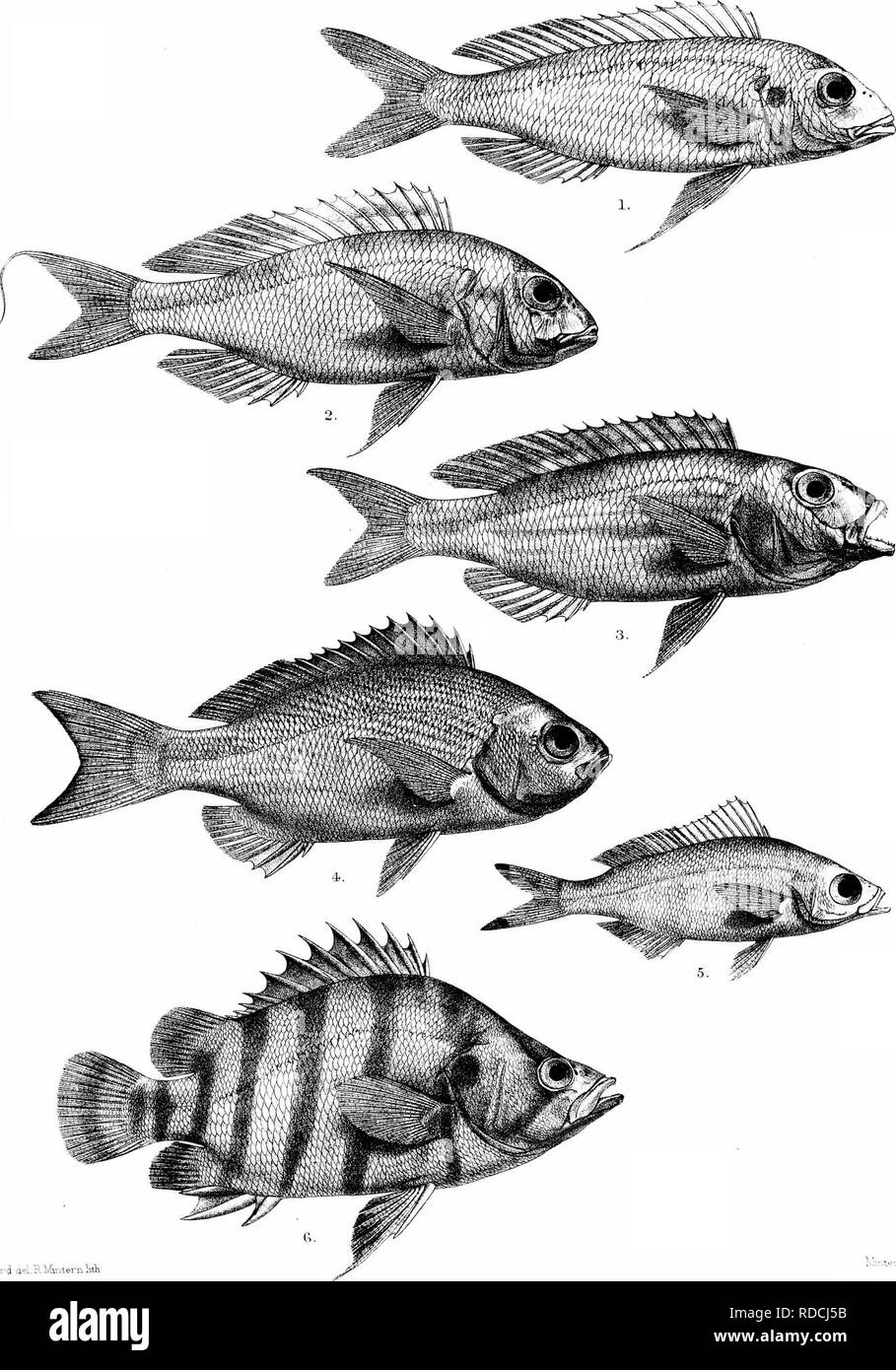 . The fishes of India; being a natural history of the fishes known to inhabit the seas and fresh waters of India, Burma, and Ceylon. Fishes. Days Fishes oi' India. G-HFord ael.RM-m-ternliiK ^mteTH .trc-s iinp 1, SYNAGRIS BLEEKERI. 2, S. JAPONICUS. ?, S, NOTATUS. 4. a«S10. PINJALO. 5, C.CHRYSOZONA 'VARIETY AUROLINEAi'Jo.i. 6, DAINIOIDES P'jLOTA-. Please note that these images are extracted from scanned page images that may have been digitally enhanced for readability - coloration and appearance of these illustrations may not perfectly resemble the original work.. Day, Francis, 1829-1889. London Stock Photo