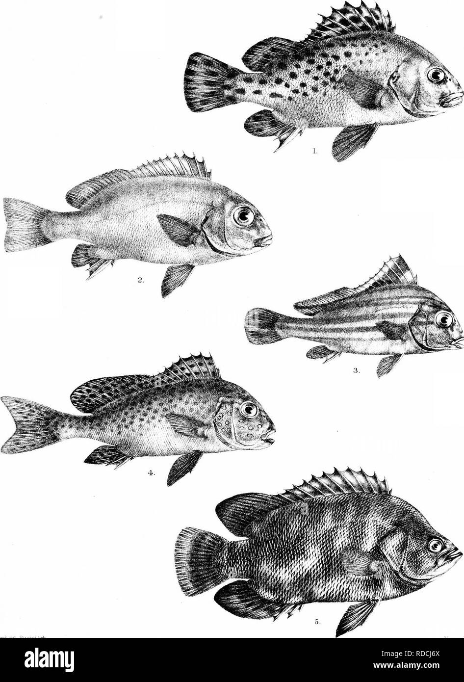 . The fishes of India; being a natural history of the fishes known to inhabit the seas and fresh waters of India, Burma, and Ceylon. Fishes. Day's Fishes of India. Plate XXI.. G-.H.Ford del. Susmi lith !Niintem Bro: 3 imp. 1. DIAGRAMMA CINCTUM. 2. D. GRISEUM. 3. D. PICTUM. 5. LOBOTES SURINAMENSIS. 4. D. PUNCTATUM.. Please note that these images are extracted from scanned page images that may have been digitally enhanced for readability - coloration and appearance of these illustrations may not perfectly resemble the original work.. Day, Francis, 1829-1889. London, B. Quaritch Stock Photo