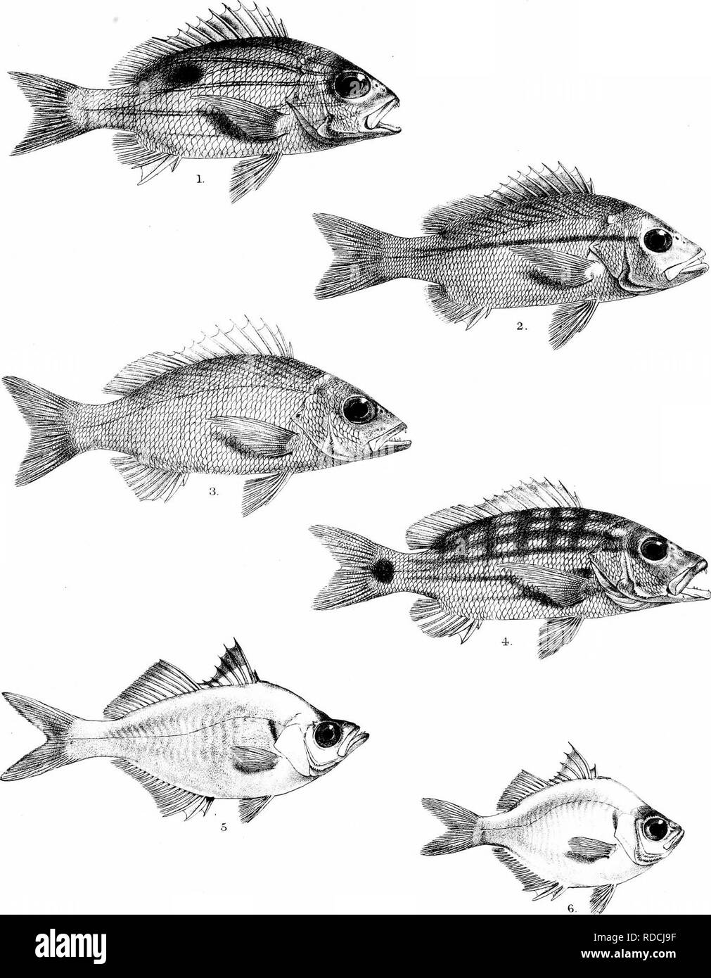 . The fishes of India; being a natural history of the fishes known to inhabit the seas and fresh waters of India, Burma, and Ceylon. Fishes. Day's Fislies of India. Plate XT/,. C.H Ford del KMmtem lith. IvTintem Bros imp . 1, LUTIANUS QUINQUELINEARIS. 2, L.VITTA. 3 L.MADRAS. 4-, L.DECUSSATUS. 5,AMBASSIS NAMA. e,A. RAKGA.. Please note that these images are extracted from scanned page images that may have been digitally enhanced for readability - coloration and appearance of these illustrations may not perfectly resemble the original work.. Day, Francis, 1829-1889. London, B. Quaritch Stock Photo