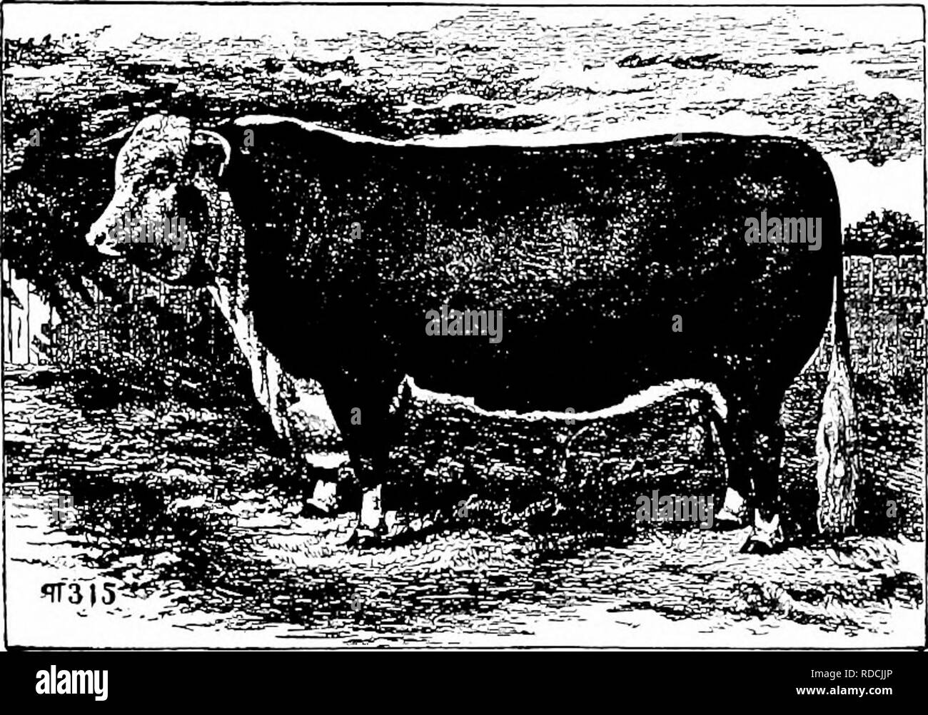 Royal Head Black And White Stock Photos Images Alamy