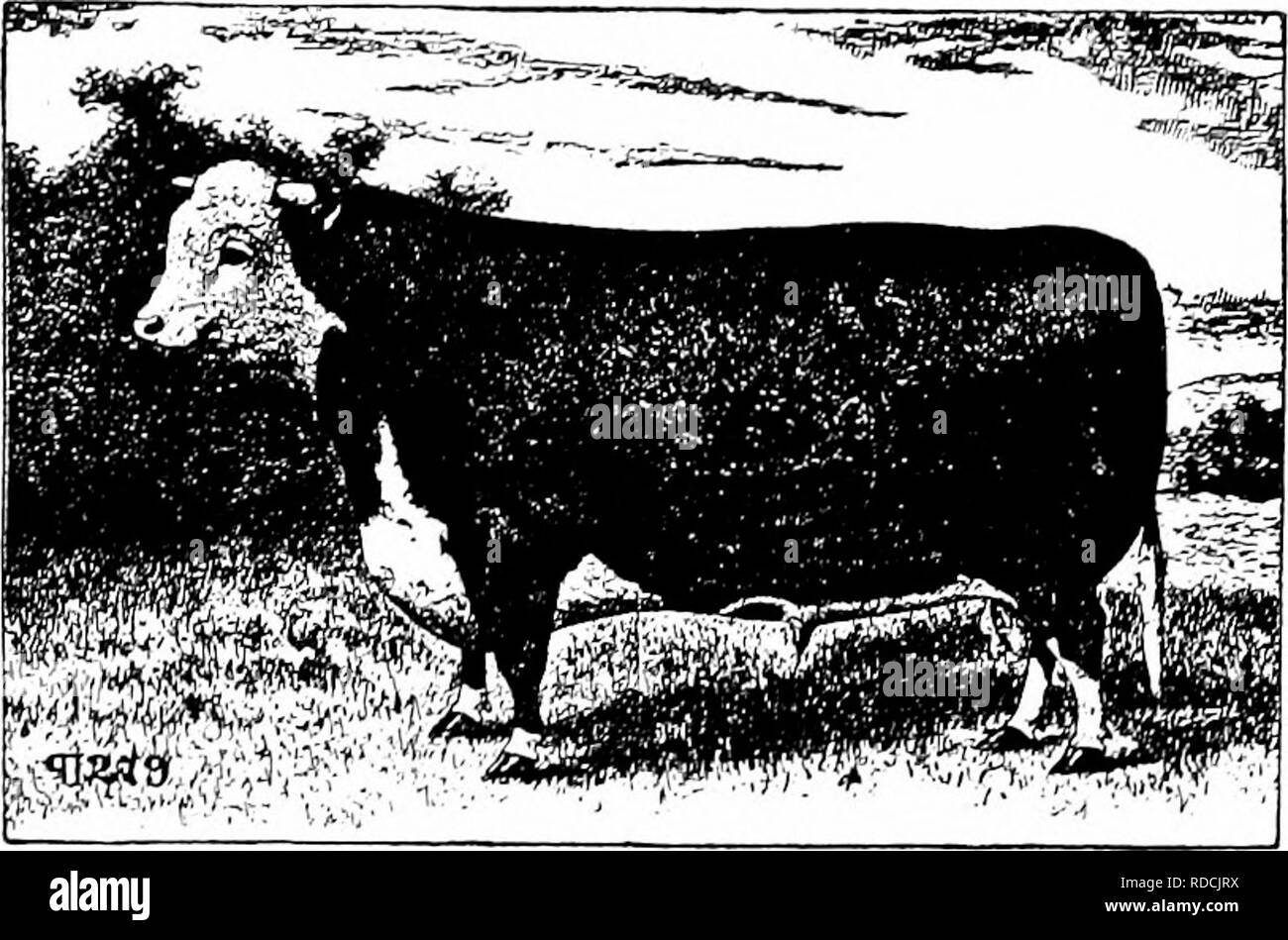 . History of Hereford cattle : proven conclusively the oldest of improved breeds . Hereford cattle. 372 HISTORY OF HEREFORD CATTLE tlurtecnth volume, 1 mention here, contains the names of 199 breeders, of whom 11 are either m the United States or Canada. The four- teenth volume, which is to be issued in Feb- ruary next, contains, I am informed, a much larger number of breeders' names. I hardly think it necessary, but still I venture to suggest that no American owner or breeder of Here- fords eligible for entry should omit to register them. The Herd Book is under the control of S. W. Urwick, Es Stock Photo