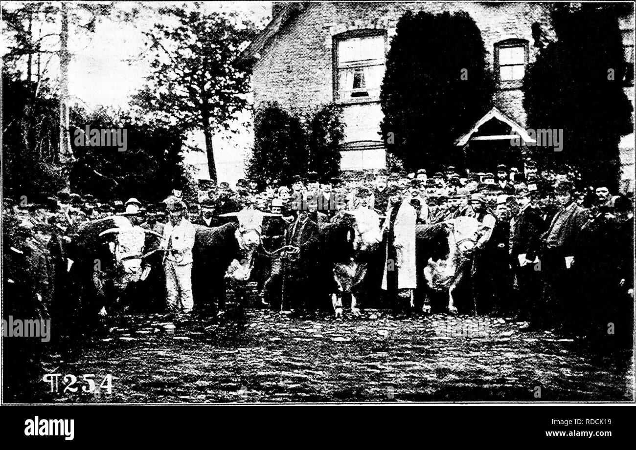 . History of Hereford cattle : proven conclusively the oldest of improved breeds . Hereford cattle. HISTOEY OF HEREFORD CATTLE 337 clined to enter upon such experiment. We think that when friends of these breeds come before the public with their claims for superiority, it would be their choice to place their cattle under such tests as would determine their merits, and it has been our aim from the start to bring about such an experiment, if possible. "In relation to the discussion of the merits of the several breeds of cattle, especially the Shorthorns and Herefords, it has been said that Stock Photo