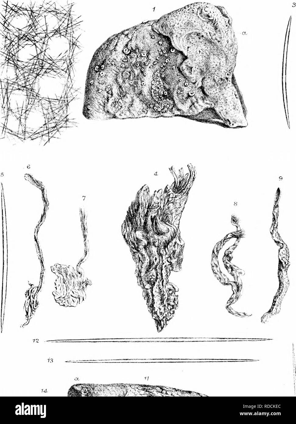 A monograph of the British SpongiadÃ¦. Sponges. Plait- xxxr.. ^S5:5^ I  Hyrneniacidoii reliculalus 1-3. H. fallaciosus 4 â 5 . H. albescens, b-iO H  . per;ii-ni n r as 11-16. Please
