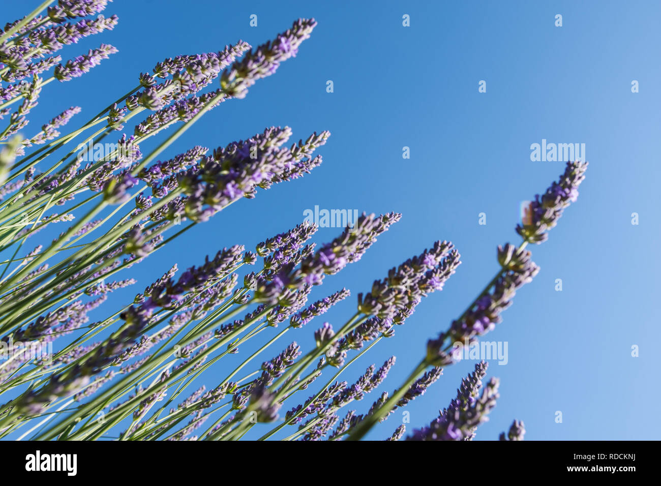Lavender field of rows of purple flowers on a sunny day. Copyspace ...