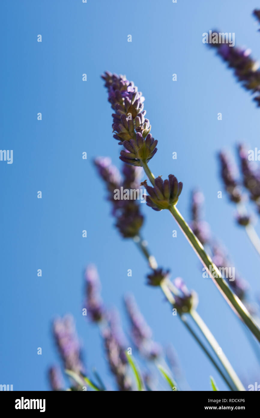 Lavender field of rows of purple flowers on a sunny day. Copyspace ...