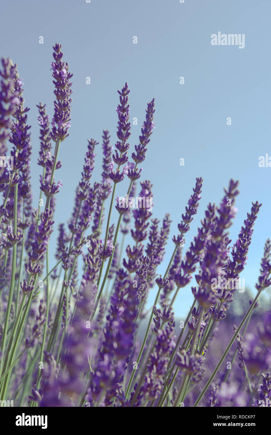 Lavender field of rows of purple flowers on a sunny day. Copyspace ...