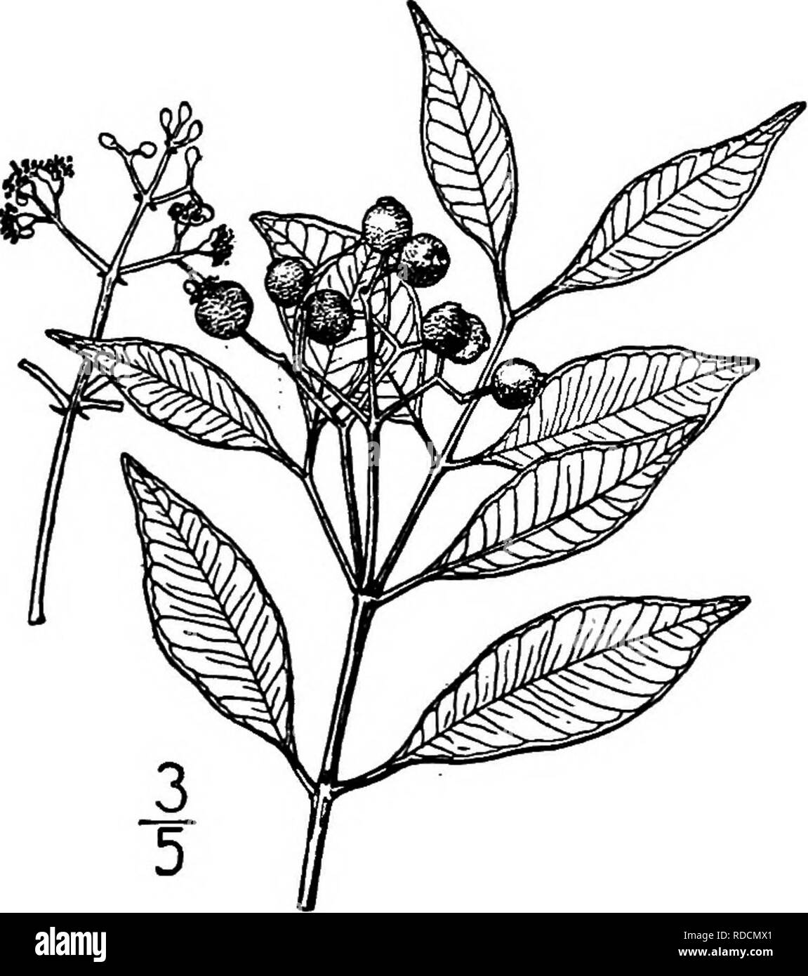 . North American trees : being descriptions and illustrations of the trees growing independently of cultivation in North America, north of Mexico and the West Indies . Trees. 730 Spicewood IV. SPICEWOOD GENUS CALYPTBANTHES SWARTZ Species Calyptranthes pallens (Poiret) Grisebach Eugenia pallens Poiret. Calyptranthes Chytraculia West, not Swartz HIS tropical tree or shrub, enters our area in southern peninsular Florida and the Keys, where it occurs in hammocks near the coast. It is common on many of the West Indian islands, attaining a maximum height of 8 meters, with a trunk diameter of about i Stock Photo