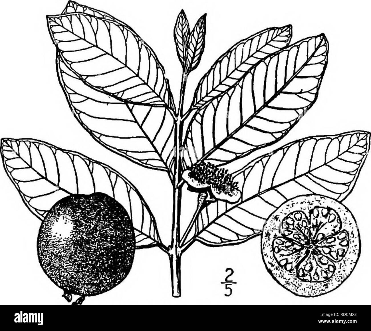 Featured image of post How To Draw Guava Tree You can ask your local nursery about whether or not your current location