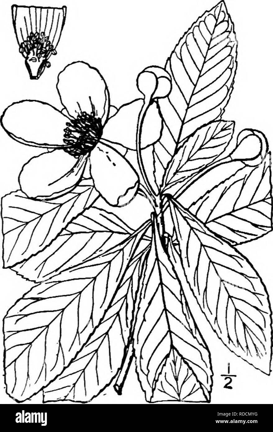 . North American trees : being descriptions and illustrations of the trees growing independently of cultivation in North America, north of Mexico and the West Indies . Trees. Loblolly Bay 705 II. LOBLOLLY BAY GENUS GORDOHIA ELLIS Species Gordonia Lasianthns (Linnaeus) Ellis Hypericum Lasianthus Linnaeiis LSO called Tan bay, this is a large evergreen tree of the southeastern States, ranging from southern Virginia to Florida and Louisiana, near the coast; it reaches a maximum height of 25 meters, with a trunk diameter of 5 dm., usually much smaller and sometimes shrubby. The trunk is usually str Stock Photo