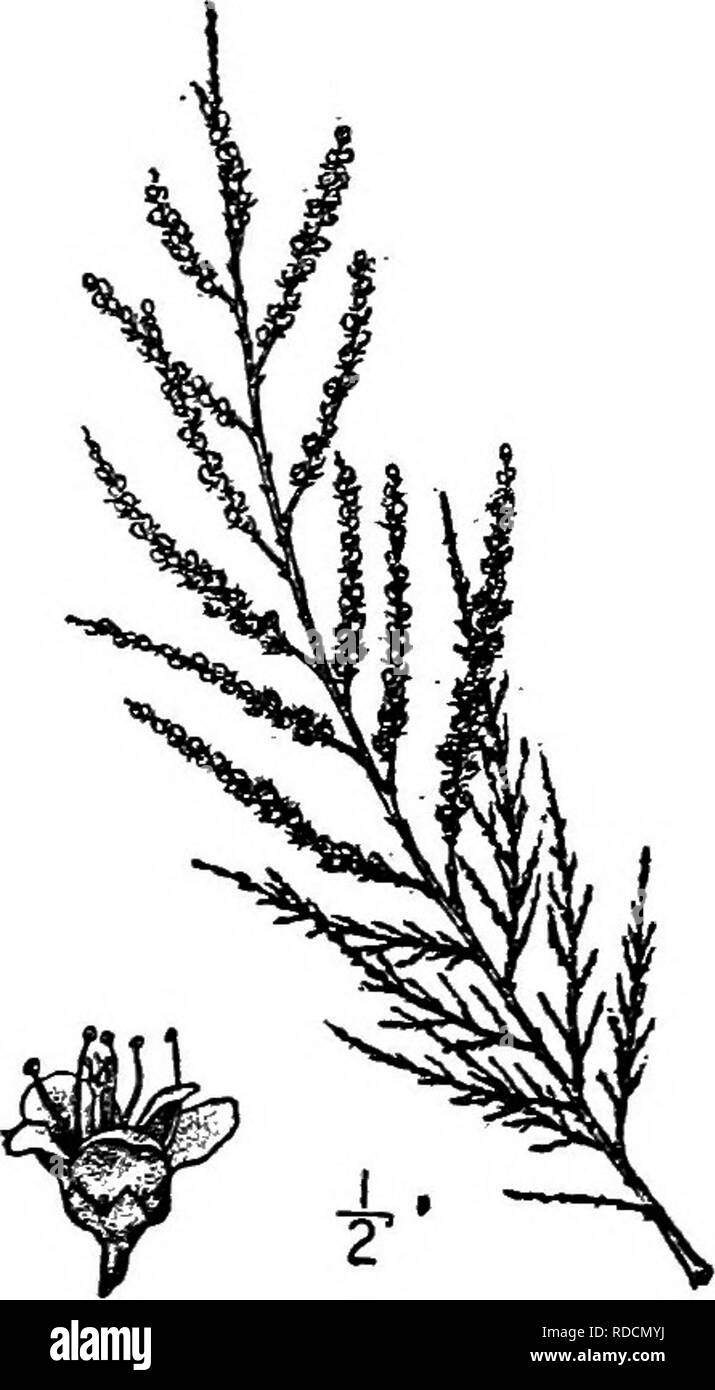 . North American trees : being descriptions and illustrations of the trees growing independently of cultivation in North America, north of Mexico and the West Indies . Trees. 702 Tamarisk Its wood is quite hard and tough, rather strong, coarse-grained, and light red- dish in color. The bark is sometimes used in tanning and dyeing, also the galls caused by the sting of a coleopterous insect, known as Mogador gaUs; these are a source of tannic acid, of which they contain about 40 per cent. A saccharine exudation of this or a closely related species in Arabia, also caused by the pimcture of an. F Stock Photo