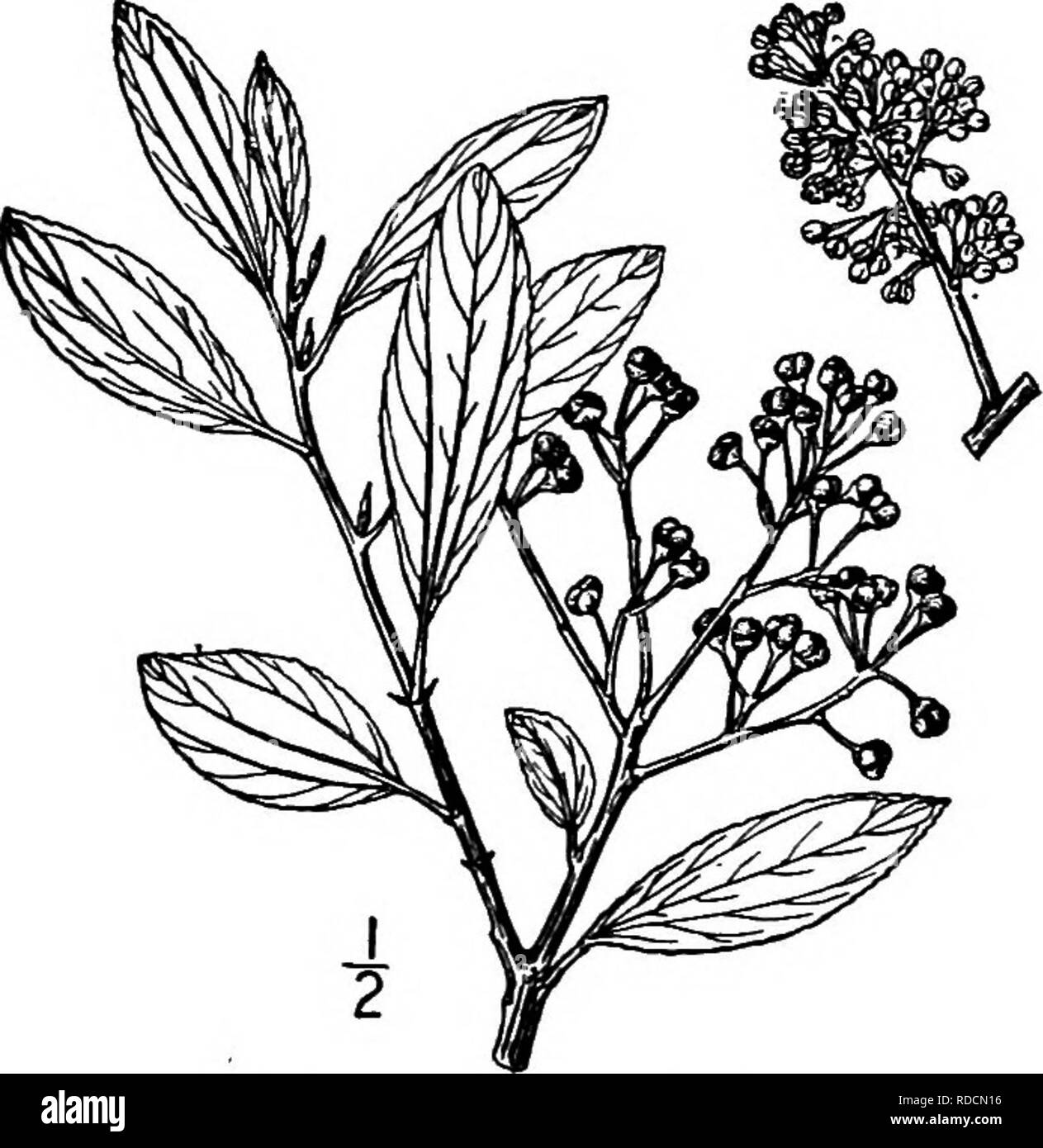 . North American trees : being descriptions and illustrations of the trees growing independently of cultivation in North America, north of Mexico and the West Indies . Trees. 68o California Lilacs and gardens. Califomian local names are Blue myrtle, Blue blossom, Wild lilac, and Tick tree. The thin red-brown bark is finely scaly. The yoimg twigs are strongly ridged and angled, finely hairy, yellow- ish green, becoming smooth, round and brown. The leaves vary from oblong to ovate, and from 2 to 5 cm. in length; they are blunt or blimtish at the apex, nar- rowed or sometimes rounded at the base, Stock Photo