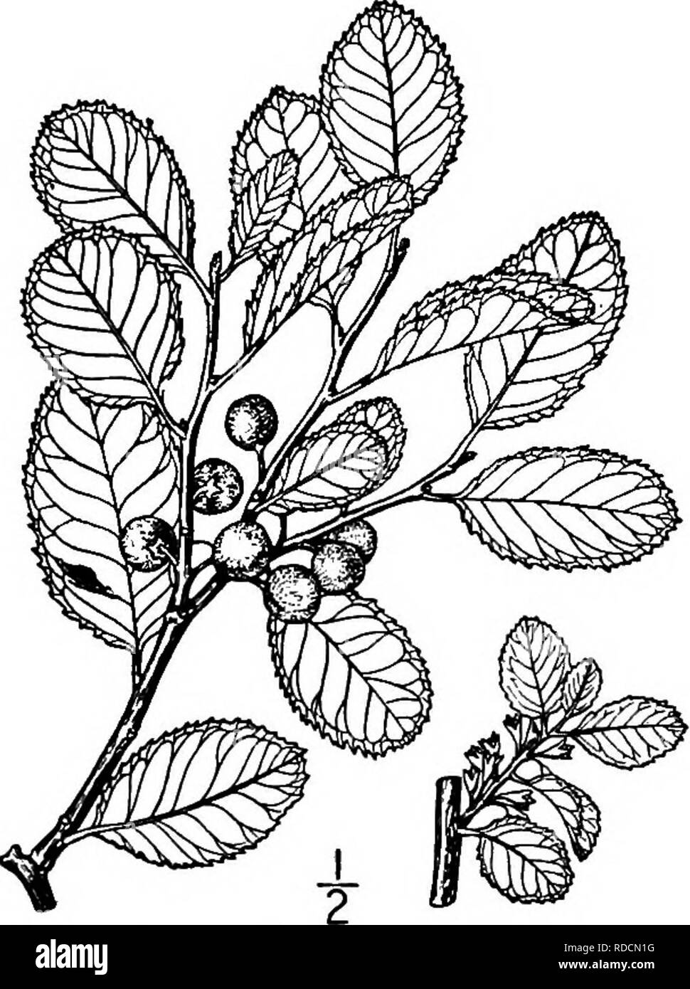 . North American trees : being descriptions and illustrations of the trees growing independently of cultivation in North America, north of Mexico and the West Indies . Trees. 678 The Buckthorns Its bark is thin and gray. The young twigs are green, more or less hairy, turning reddish brown and becoming smooth. The buds are not more than 2 mm. long, their scales hairy-fringed. The leaves are firm in texture, ovate to oval or nearly as wide as long, sharply toothed with bristle- tipped teeth, smooth or very nearly so, yeUow- green, blunt, pointed, or sometimes notched at the apex, blunt or narrow Stock Photo