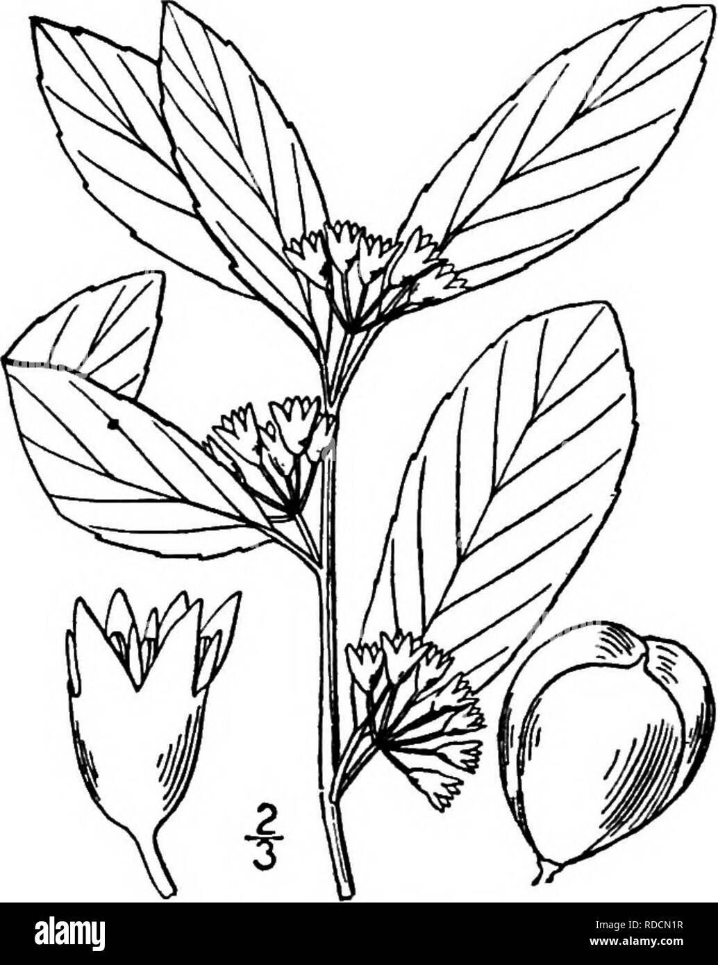 . North American trees : being descriptions and illustrations of the trees growing independently of cultivation in North America, north of Mexico and the West Indies . Trees. 676 The Buckthorns Rhamnus Frangula), one occurs in the West Indies, and several in Mexico and Central America. It was to R. caihartica Linnaeus, the type species, to which the Greek name, now the name of the genus, was originally appUed. The Buckthorns have bitter bark, alternate simple usually toothed leaves, with small stipules, which fall away early, and small green clustered axillary flowers, either perfect or imperf Stock Photo