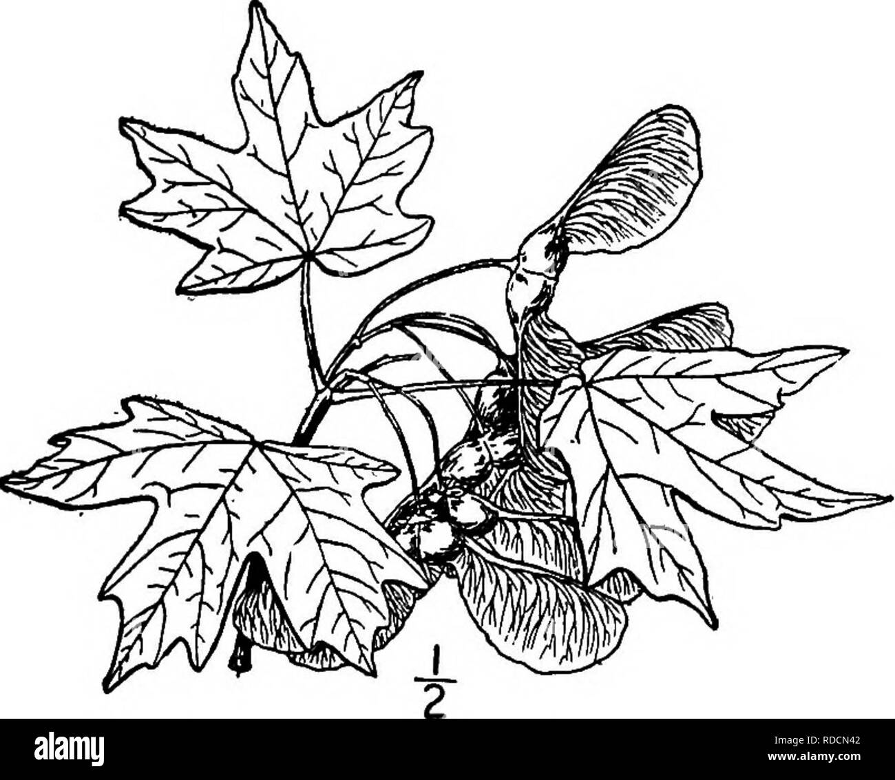 Pointed leaved maple Black and White Stock Photos & Images - Alamy