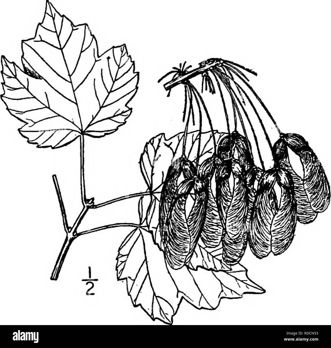 . North American trees : being descriptions and illustrations of the trees growing independently of cultivation in North America, north of Mexico and the West Indies . Trees. 648 The Maples and 3 to 5 mm. wide, slightly curved, the seed-bearing part about 5 mm. long and very strongly striate. II. CAROLINA MAPLE—Acer caroliniannm Walter Acer microphyllum Pax. Acer tomentosum Pax 1 While closely related to the Red maple, this tree of the southern United States differs from it so markedly as to warrant its recognition as a species. In New Jersey, where both forms oc- cur, there is no difficulty i Stock Photo