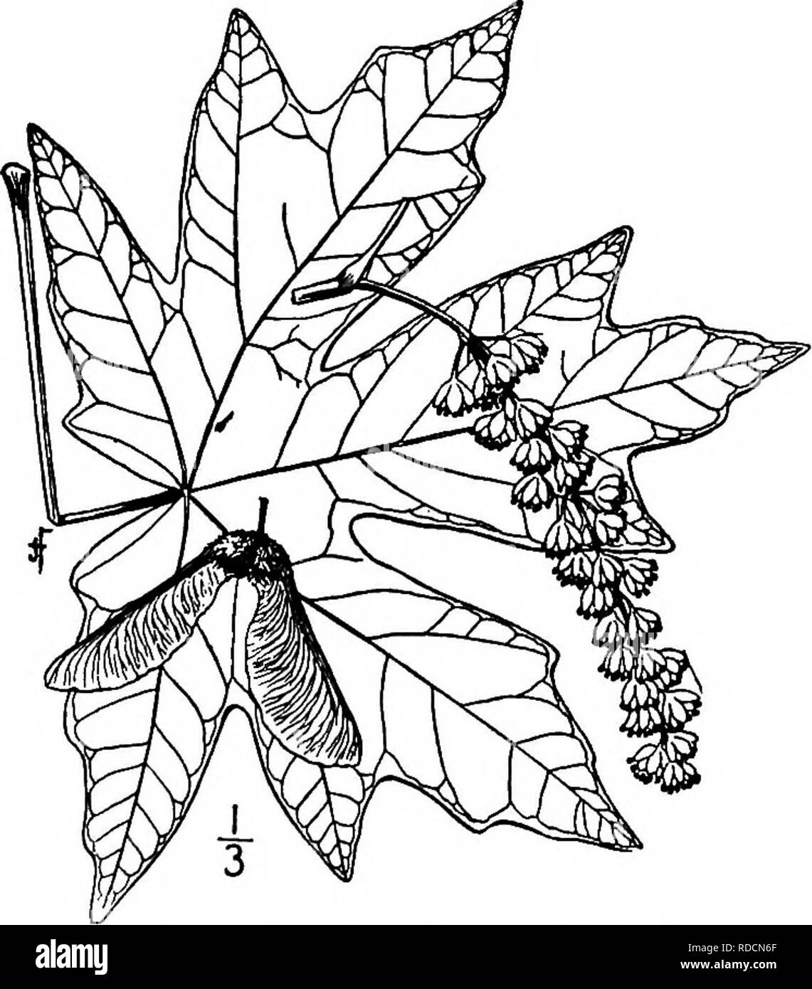 . North American trees : being descriptions and illustrations of the trees growing independently of cultivation in North America, north of Mexico and the West Indies . Trees. Fig. 589. — Striped Maple. 3. BROAD-LEAVED MAPLE —Acer macrophyUum Pursh A forest tree of the Pacific coast, attaining a height of at least 32 meters and a trunk diameter of about i meter, and ranging from southern Alaska to southern California, and known also as White maple. The furrowed brown bark is scaly and rather thick. The twigs are quite smooth, at first light green, red in the winter and subsequently gray. When u Stock Photo
