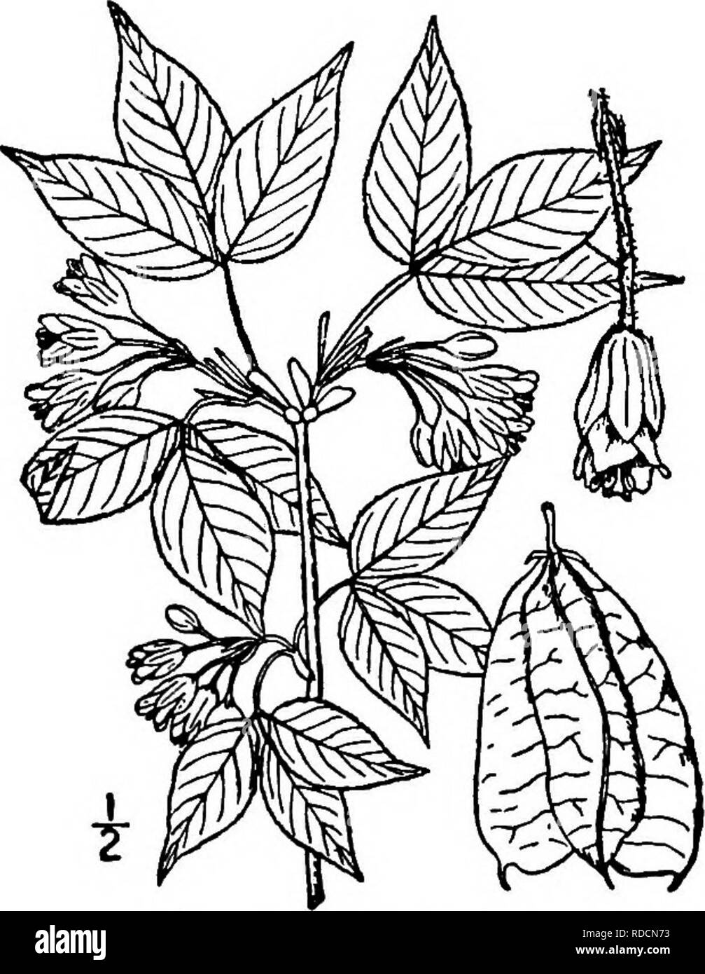 . North American trees : being descriptions and illustrations of the trees growing independently of cultivation in North America, north of Mexico and the West Indies . Trees. Bladdernut 637 shaped flowers are in axillary drooping panicles 5 to 10 cm. long, white and rather showy; the pedicels are jointed at or above the middle, 8 to 12 mm. long; the 5 sepals are lanceolate to oblong, 7 to 10 mm. long, blunt and smooth; the 5 petals are spatulate, slightly longer than the calyx; stamens 5, their filaments about equal. Fig. 587. — Bladdernut. in length to the petals and haiiy. The fruit is a dry Stock Photo