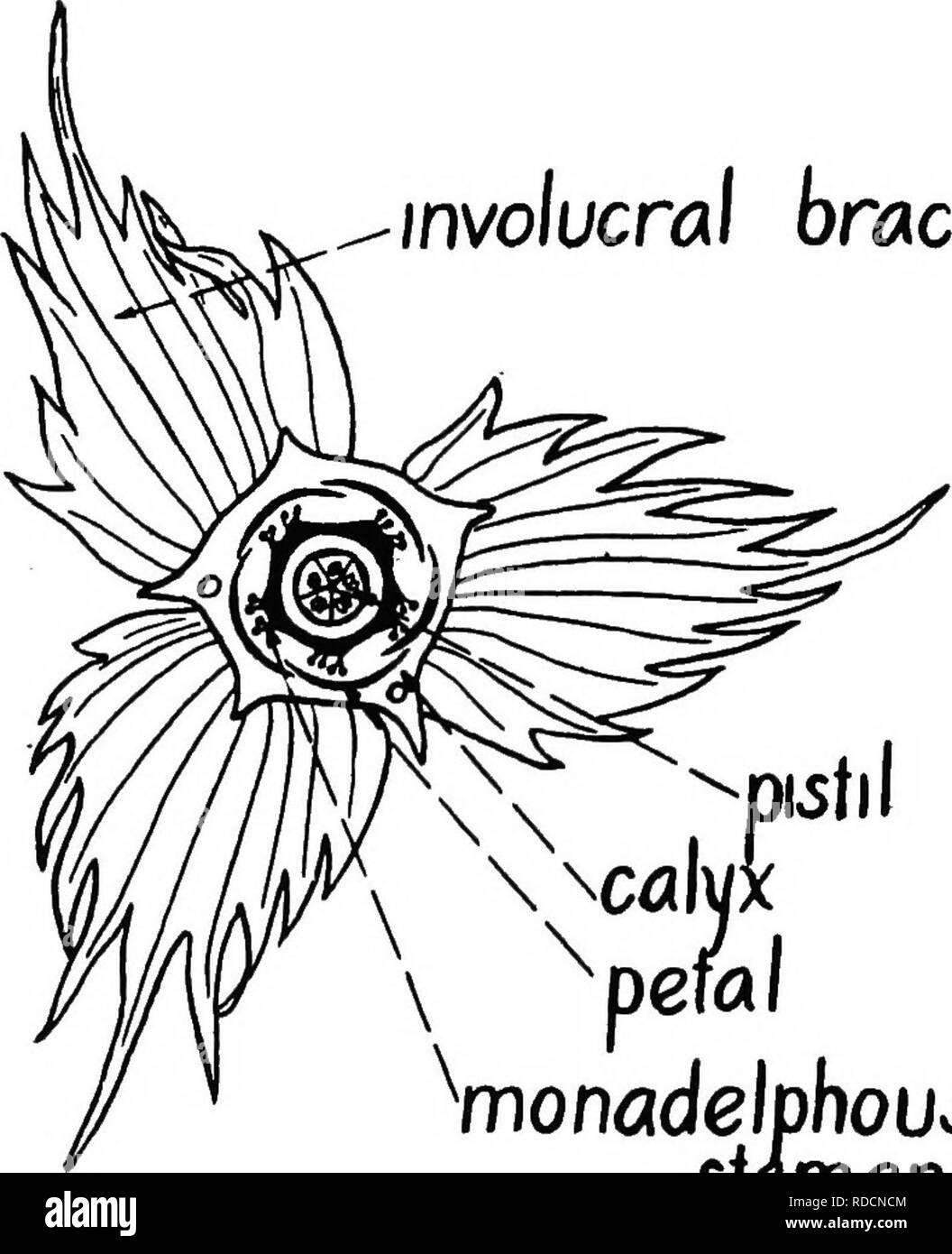 . The botany of crop plants : a text and reference book. Botany, Economic. CHAPTER XXXIII MALVACEiE (MaUow FamUy) Habit.—Members of the family are herbs, shrubs, or trees. Tree species are tropical. The mallows are usually rich in mucilage. involucral bract. mUl ^pefal ^monadelphou&lt;5 Fig. 211.—Diagram showing arrangement of parts in the cotton flower. (After Cook, U. S. Depi. Agri.) Leaves.—The leaves are alternate, and mostly palmately veined and palmately lobed. The stipules are small, narrow, and &quot;deciduous. SOS. Please note that these images are extracted from scanned page images t Stock Photo