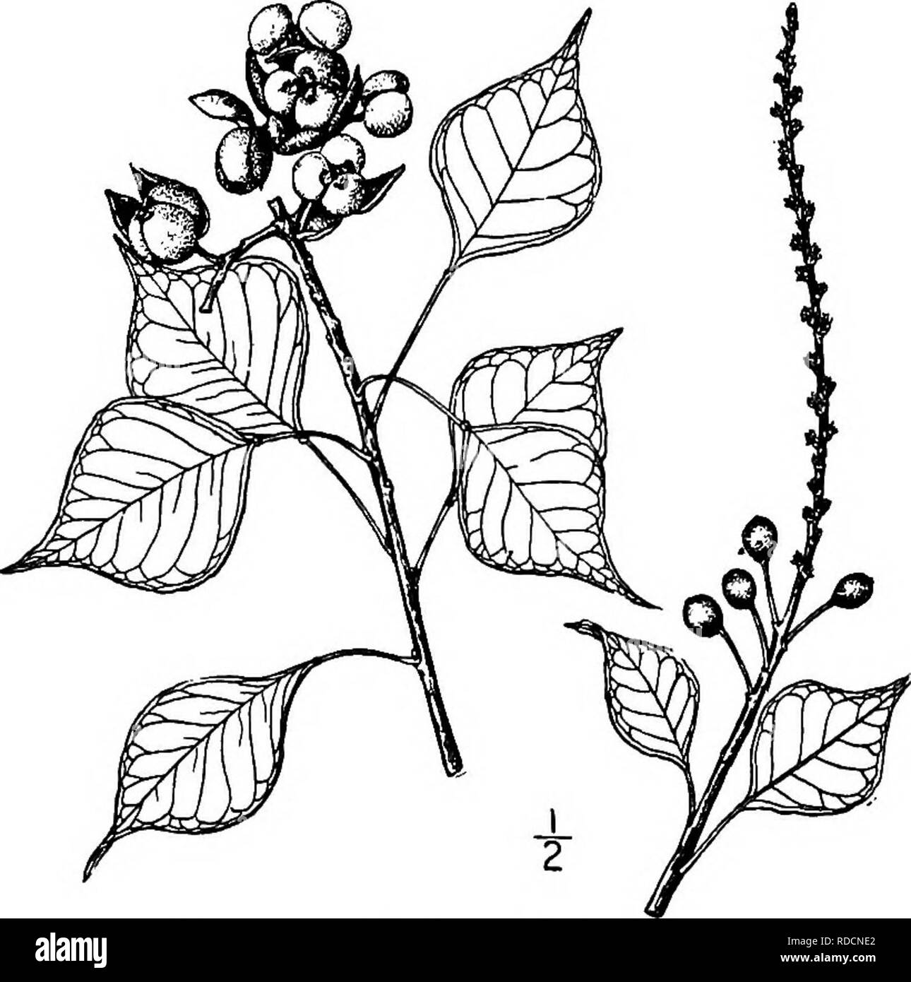 . North American trees : being descriptions and illustrations of the trees growing independently of cultivation in North America, north of Mexico and the West Indies . Trees. South American Milk Tree 6oi I. CHINESE TALLOW TREE — Sapium sebiferum (Linnaeus) Roxburgh Croton sebiferum Linnaeus. Stillingia sebijera Michaux This large poplar-like tree has been introduced into our area as a shade tree from China or Japan, and has become naturalized from North Carolina to Florida and Louisiana, where it reaches a maximum height of 15 meters. The bark is about 10 mm. thick, rather smooth and reddish b Stock Photo