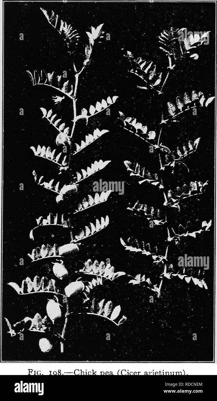 . The botany of crop plants : a text and reference book. Botany, Economic. 466 BOTANY OE CEOP PL/VNTS break into joints. The plant makes good liay and thrives on fairly thin soils, if not dry. It grows best in cool weather, and is not very hardy. Lotus corniculatus (Birds-foot Trefoil).—An annual plant similar to clover. The low-spreading stems are from a long tap root; bright yellow or. 198.—Chick pea (Cicer arietinuni). red flowers occur in small clusters at the ends of the stems; pods are narrow and pendant. It is an Old World plant, but is naturalized in the South where it is sown in mixtu Stock Photo