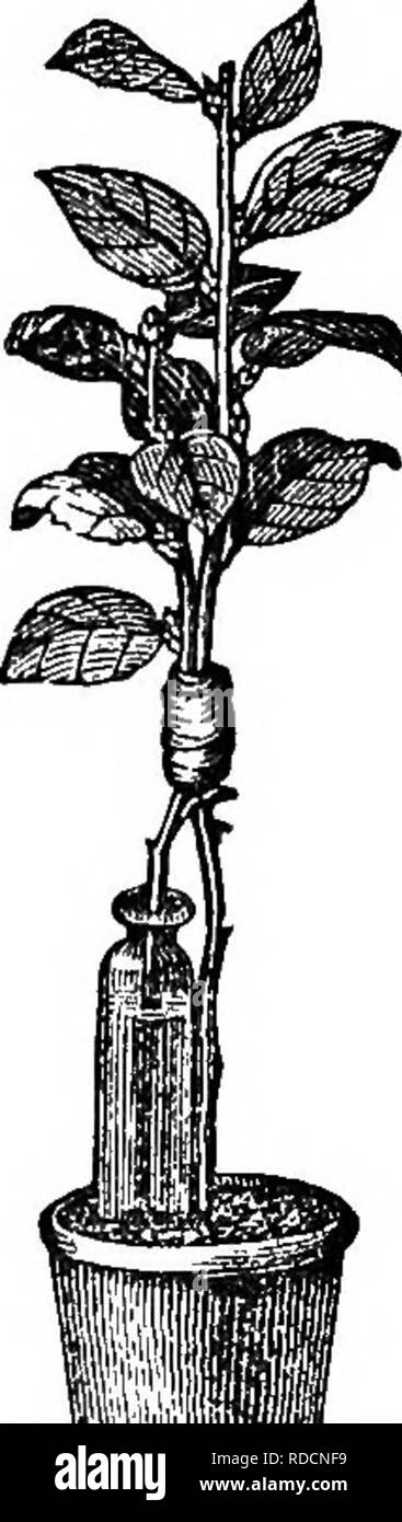 . The theory of horticulture : or, An attempt to explain the principal ...