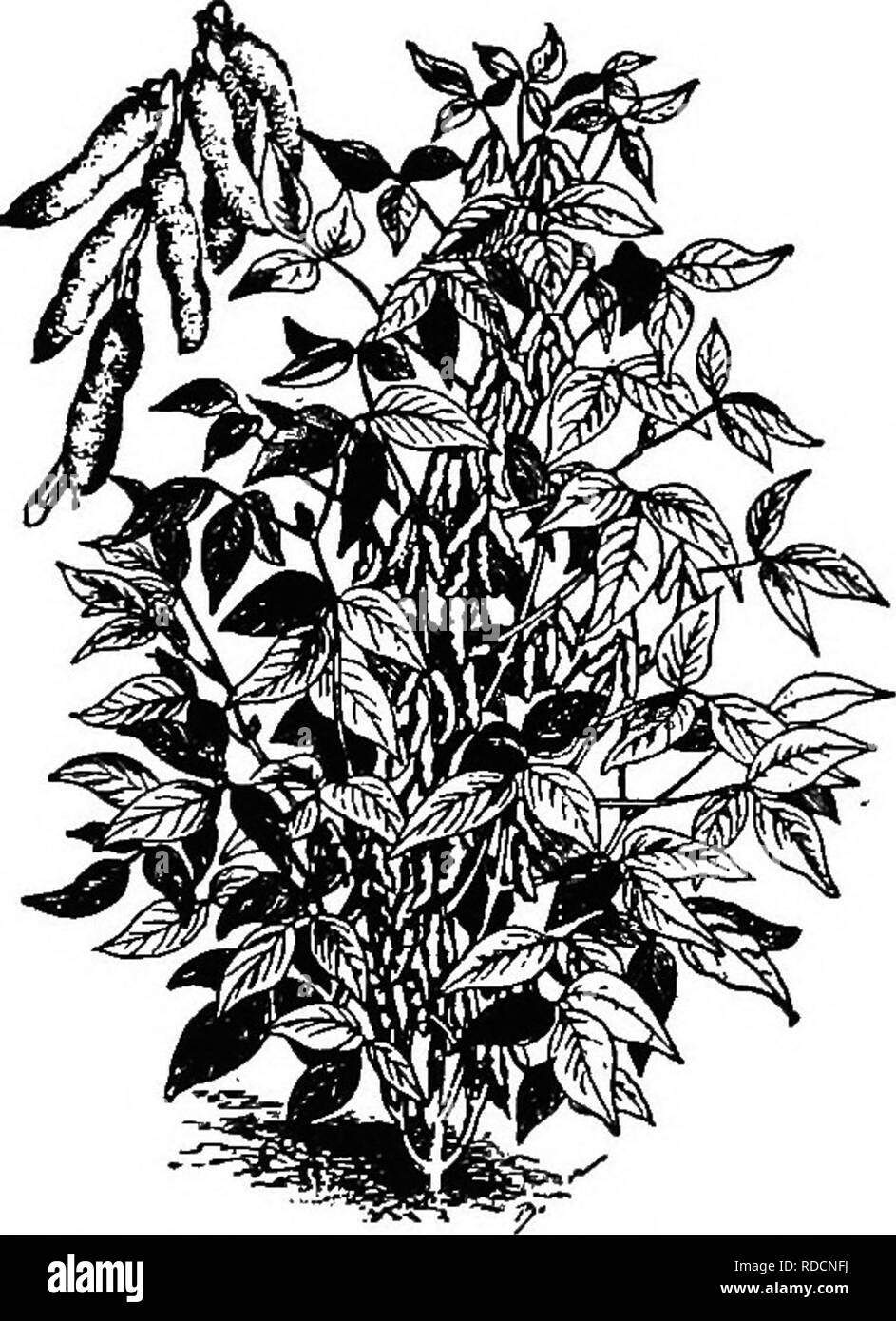 . The botany of crop plants a text and reference book. Botany