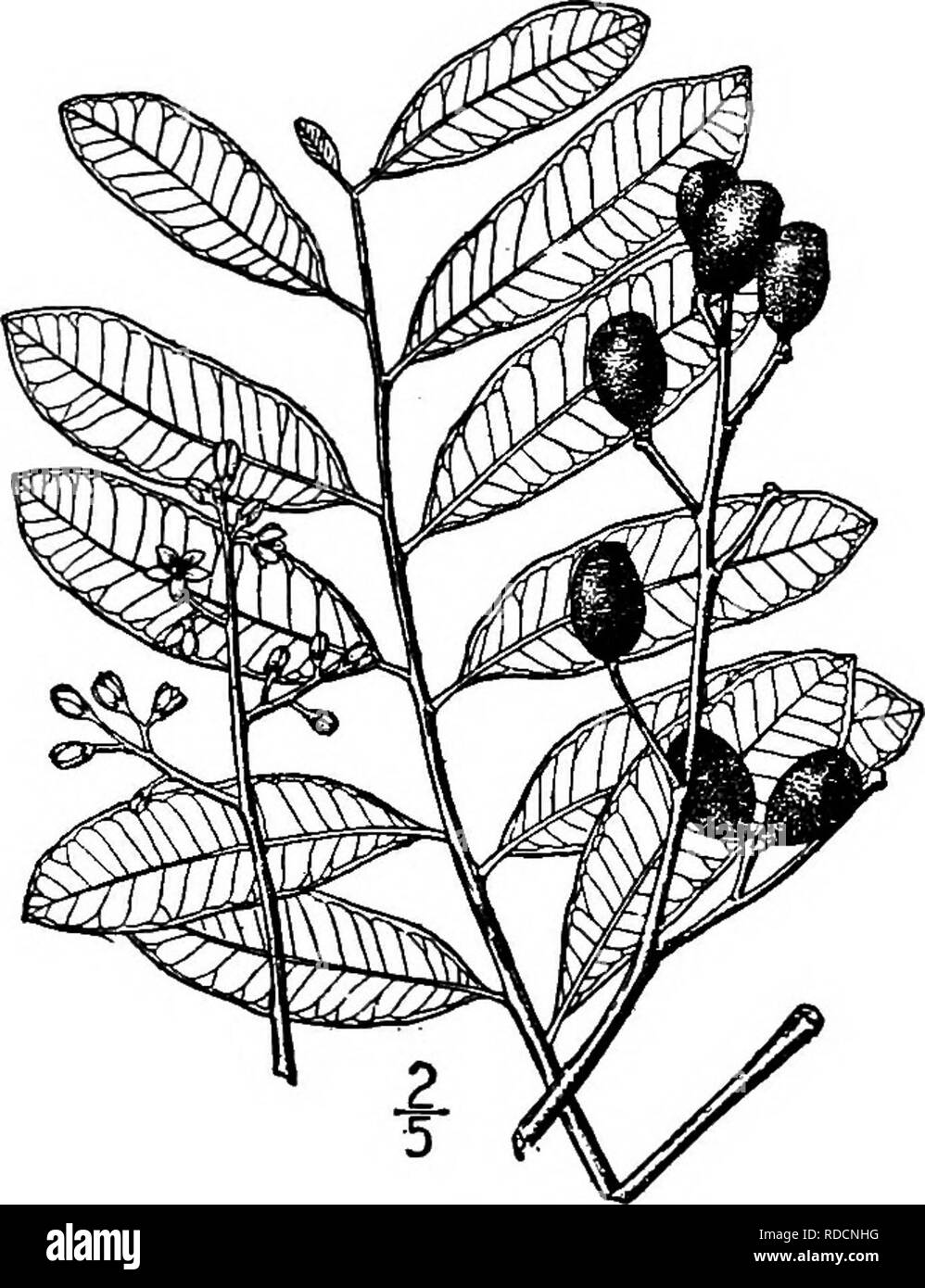 . North American trees : being descriptions and illustrations of the trees growing independently of cultivation in North America, north of Mexico and the West Indies . Trees. 584 Gumbo Limbo I. GUMBO LIMBO GENUS SIMAEOUBA AUBLET Species Simarouba medicinalis Endlicher IMAROUBA (the name aboriginal for the type species, S. amara Aublet in Guiana) includes some lo species of resinous evergreen trees with alternate odd-pinnate leaves, natives of tropical and subtropical America. Their small flowers are numerous in large panicles, the pistillate ones succeeded by small drupes. Gumbo Limbo, known a Stock Photo