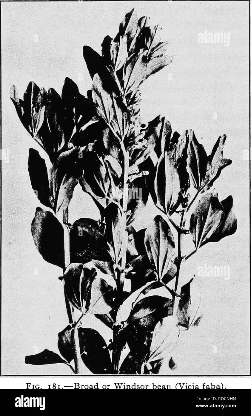 . The botany of crop plants : a text and reference book. Botany, Economic. 428 BOTANY OF CROP PLANTS Less Common Species.—There are a number of other Vicia spp. that are cultivated to some extent, as follows: Narrow-leaved vetch {Vicia angustifolia) is a native of the eastern United States, and is grown somewhat in Georgia. Fig Broad or Windsor bean (Vicia faba). as a hay crop. Black bitter vetch {Vicia ervilia) is an Asiatic species, cultivated somewhat as a winter green-manure crop in California. Purple vetch {Vicia atropurpurea) resembles hairy vetch from which it differs, however, in being Stock Photo