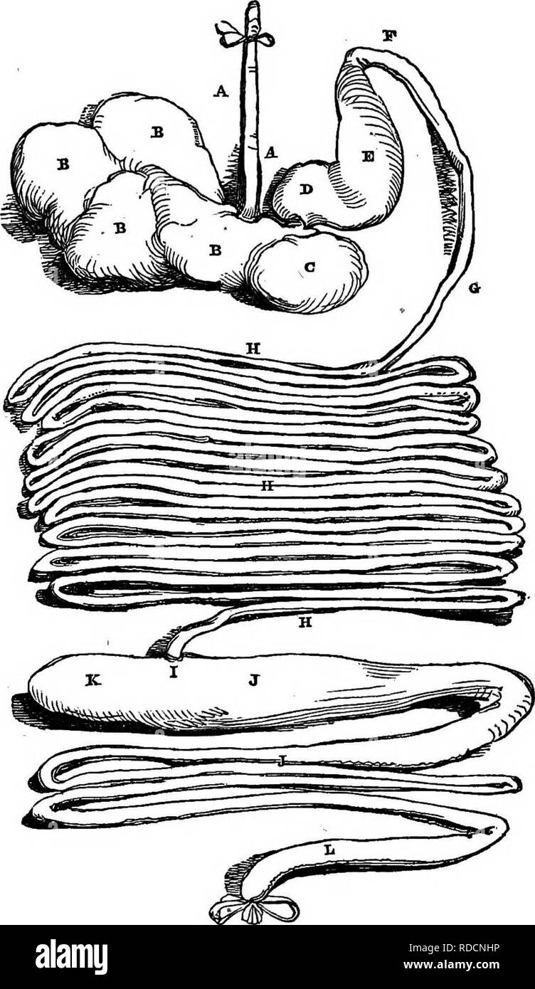 Appendix Scan High Resolution Stock Photography and Images - Alamy