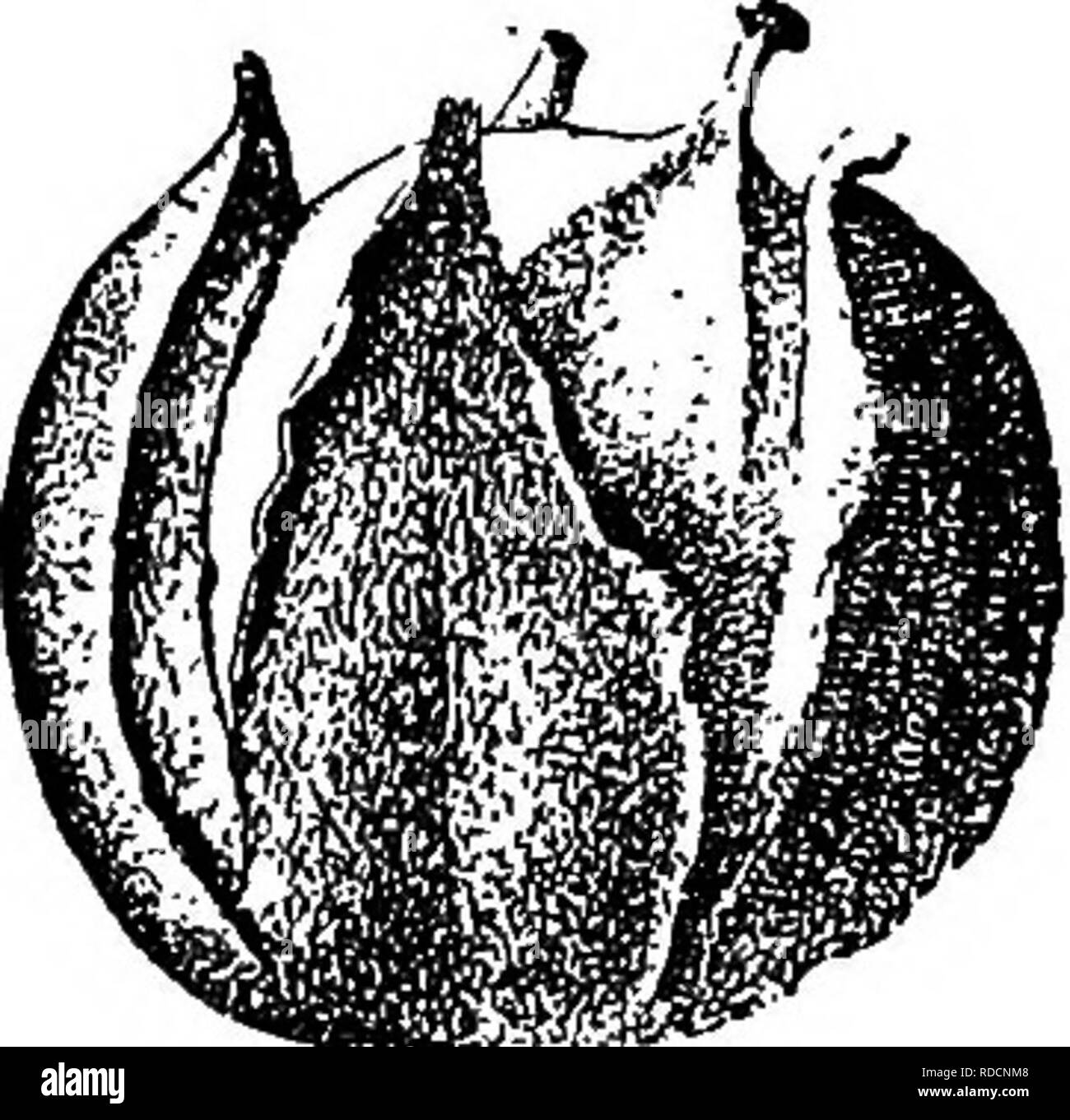 . The natural history of the farm; a guide to the practical study of the sources of our living in wild nature. Natural history. Fig. 7. The pig-nut hickory {Hickoria glabra); the whole nut, a cross section of same, and the nut in its hulls (after Mayo). occupy space in the comer of the barnyard or in the fencerow, and there, relieved of competition, shows what it can do in the way of producing large and regular crops. But the nuts are wild. There has been but Httle selection for improved varie- ties and little scientific culture of nut-bearing trees. When we consider the abtmdance and value of Stock Photo