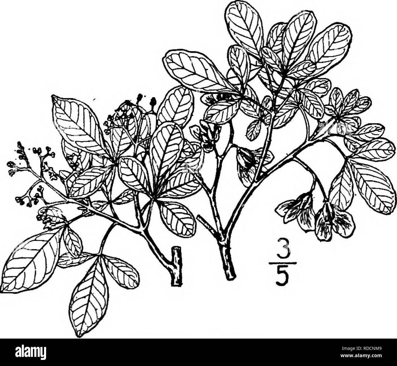 . North American trees : being descriptions and illustrations of the trees growing independently of cultivation in North America, north of Mexico and the West Indies . Trees. Fig. 527. — Doctor's Club. seed black, shining and punctate. The wood is hard, close-grained, grayish yellow and heavy. II. BARETTA GENUS HBI.TF.TTA TULASNE Species Helietta parvifloia Bentham SMOOTH evergreen shrub occurring on the bluflfs about Rio Grande, Texas, and southward into Mexico, where it becomes a tree 8 meters high, with a trunk diameter of 1.5 dm. It is perhaps never more than a shrub in Texas. The trunk is Stock Photo