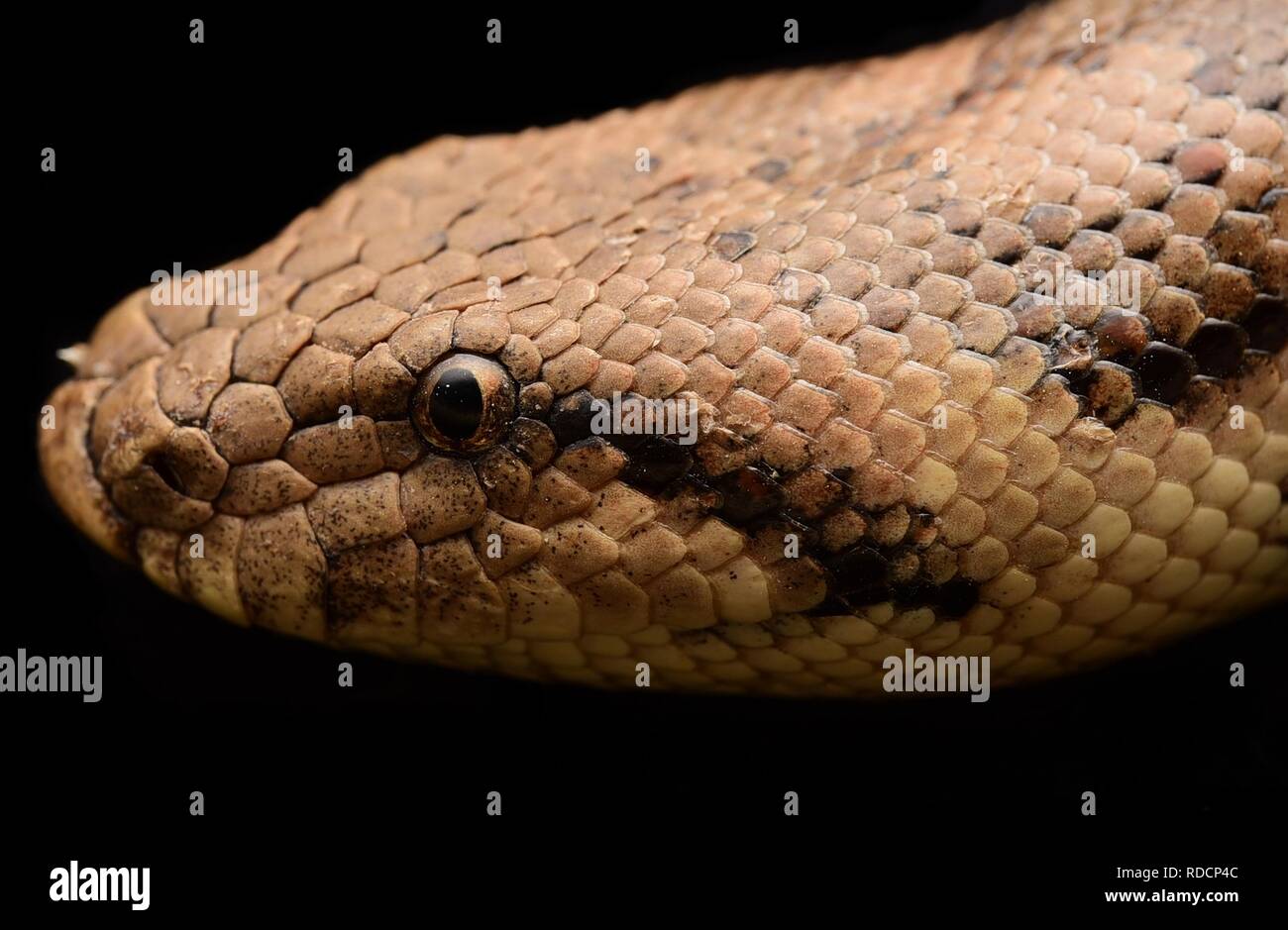 Tartar Sand Boa ( Eryx tataricus Stock Photo Alamy