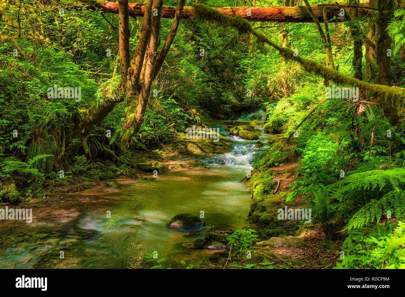 Hiking in Forest Park Macleay Trail along Balch Creek in Portlan, Oregon. Stock Photo