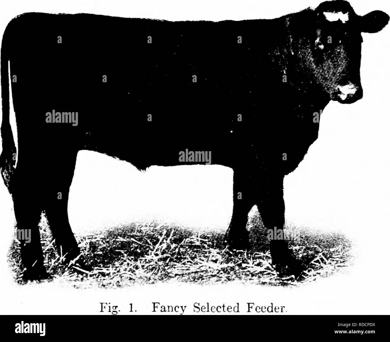 Beef Production Cattle 22 Beef Production Choice Feeders Steers