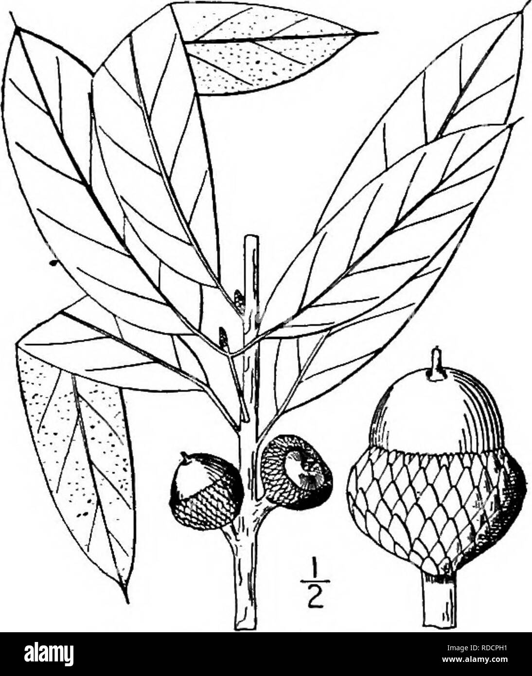 . North American trees : being descriptions and illustrations of the trees growing independently of cultivation in North America, north of Mexico and the West Indies . Trees. 304 The Oaks. 21. SHINGLE OAK — Quercus imbricaria Michaux A tree of rich woods from Pennsylvania to Michigan and Nebraska southward to Georgia and Arkansas, attaining its largest dimensions, 30 meters high with a trunk diameter of 1.2 m., in the central States. It is also known as Laurel oak, Jack oak, and Water oak. The trunk is straight, often free of branches for haK its height, with a round- topped crown; when young  Stock Photo