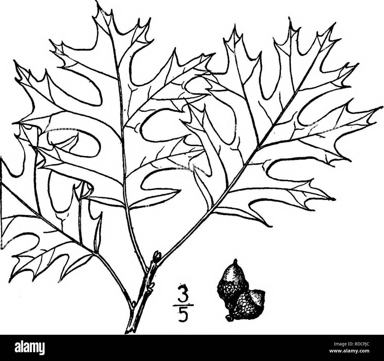 . North American trees : being descriptions and illustrations of the trees growing independently of cultivation in North America, north of Mexico and the West Indies . Trees. Hill's Oak 291 8. HILL'S OAK —Quercus ellipsoidalis E. J. HiU A tree of clay soils from northern Illinois and Michigan, westward to eastern Iowa and southeastern Minnesota, apparently very local and related to the Black oak, Q. velutina Lamarck, and the Scarlet oak, Q. coccinea Muenchausen, of which it has been considered a hybrid. Its maximum height is 21 meters, with a trunk diameter of 1.2 m. It is also called Yellow o Stock Photo