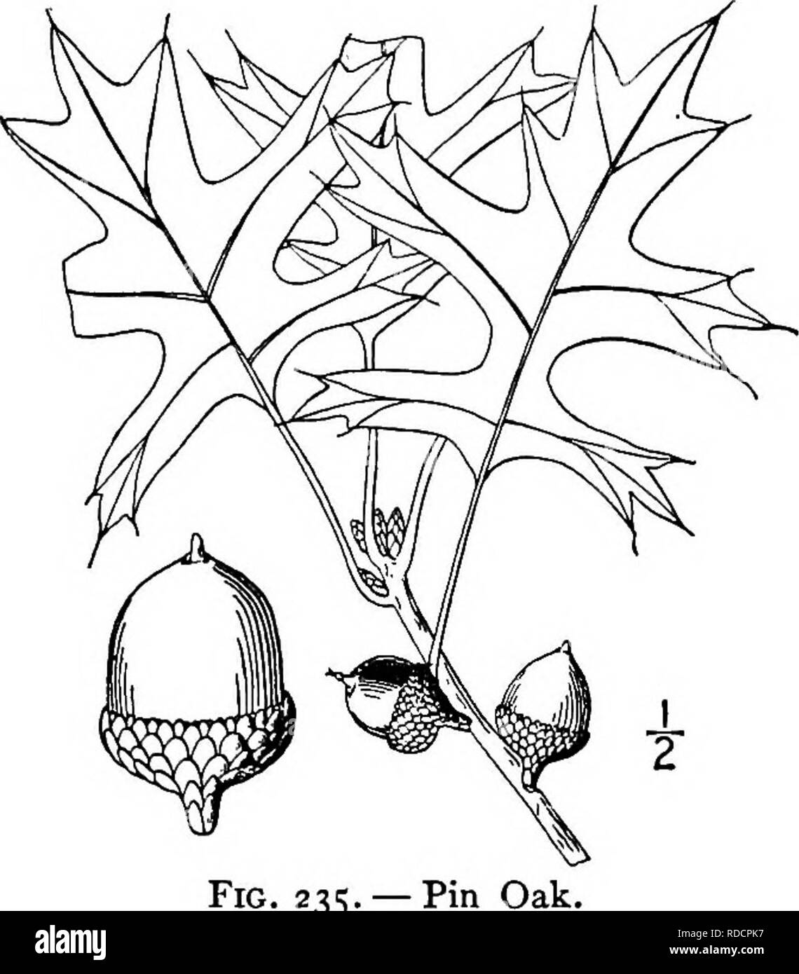 . North American trees : being descriptions and illustrations of the trees growing independently of cultivation in North America, north of Mexico and the West Indies . Trees. Pin Oak 283. Fig. 235 2. PIN OAK — Quercus palustris Du Roi This handsome tree occurs in wet river-bottom lands or on the borders of swamps in rich soil from Massachusetts to Michigan and Missouri, southward to Virginia, Tennessee, and Indian Territory. Its maximum height is about 40 meters, with a trunk diameter of 1.5 m. It is also called Swamp Spanish oak. Water oak, and Water Spanish oak. The trunk is tall and straigh Stock Photo