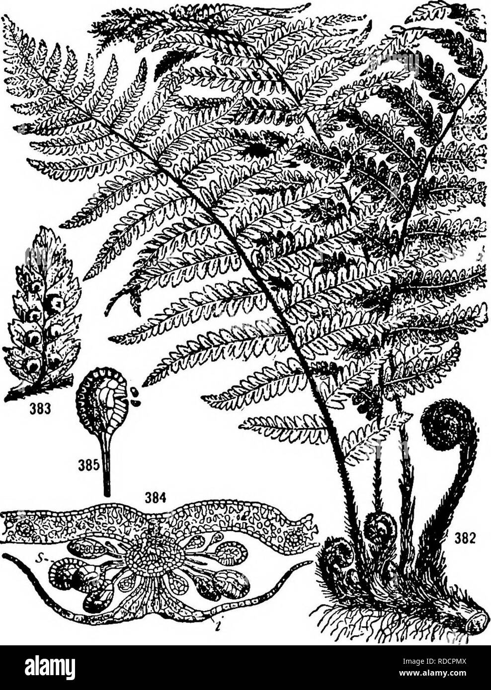 . Heredity in relation to evolution and animal breeding, . Heredity. THE DUALITY OF INHERITANCE. Fig. 6. — An ordinary fern, which reproduces by asexual spores. The fern is shown reduced in size at 382; a portion of a frond seen from below and slightly enlarged, at 383; a cross-section of the same more highly magnified, at 384. Notice in 384 the sporangia, and in 385 one of these dis- charging spores. (After Wossidlo, from Coulter Barnes and Cowle's Textbook of Botany.) 3 01. Please note that these images are extracted from scanned page images that may have been digitally enhanced for readabil Stock Photo