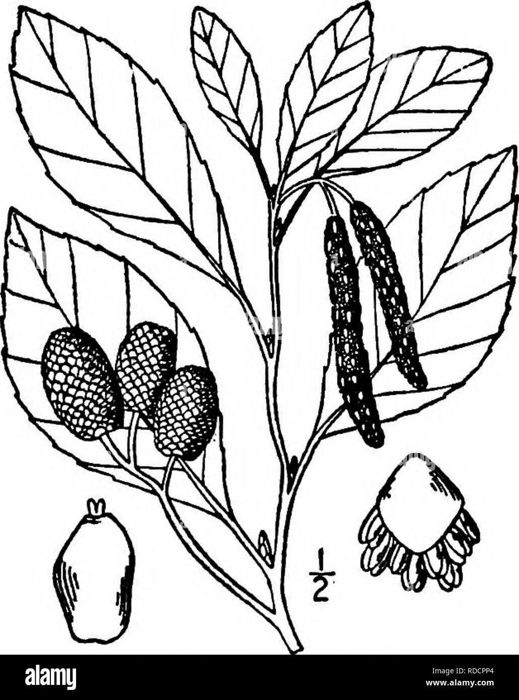 . North American trees : being descriptions and illustrations of the trees growing independently of cultivation in North America, north of Mexico and the West Indies . Trees. Seaside Alder 267 The thin, smooth bark is light brown, the young twigs green and hairy, be- coming smooth, reddish brown or gray. The buds are pointed and somewhat hairy. The leaves are mostly obovate, varying to oblong, and either blunt or pointed; they are wedge-shaped or narrowed at the base, finely toothed, 5 to 10 cm. long, firm in texture, dark green and shining above, paler, dull, and finely hairy beneath; the yel Stock Photo
