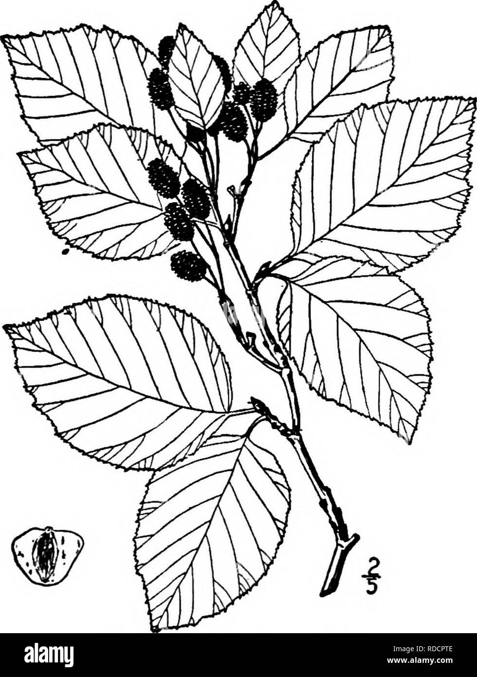 . North American trees : being descriptions and illustrations of the trees growing independently of cultivation in North America, north of Mexico and the West Indies . Trees. 26o The Alders Trees or shrubs flowering in early spring. Nut bordered by a broad membranous wing on each margin. Nut acutely margined or narrowly winged. Foliage not glutinous when mature; native species. Leaves prevailingly obovate; eastern shrub or small tree. Leaves ovate, oval or ovate-lanceolate; seldom obovate. Leaves mostly brown-pubescent beneath, at least upon the veins; Padfic coast tree; stamens 4; staminate c Stock Photo