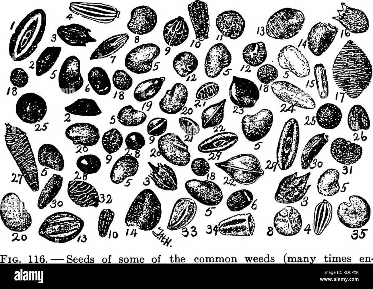 . Soils and plant life as related to agriculture . Agriculture; Soils; Plants. CLOVERS AND OTHER LEGUMES 263 to your collection made as required in Section 38; or the illustrations in Figure 116 may help you in this work. By referring to the table which follows, you can de- termine the percentage of each particular weed seed in your sample. For example, suppose you find thirty seeds. -Seeds of some of the common weeds (many times en- larged) . 1, Bracted plantain ; 2, black seeded plantain ; S, rag weed; 4, ox- eye daisy; 6, red clover; 6, catmint; 7, crab grass; S, field dodder; 9, sorrel; 10 Stock Photo