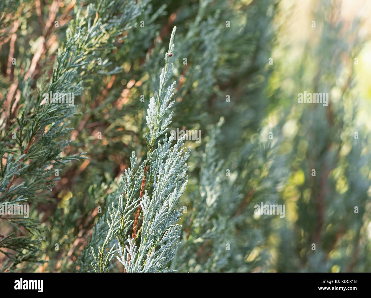 Closeup Blue Lawson Cypress or Chamaecyparis lawsoniana Isolated on Nature Background Stock Photo