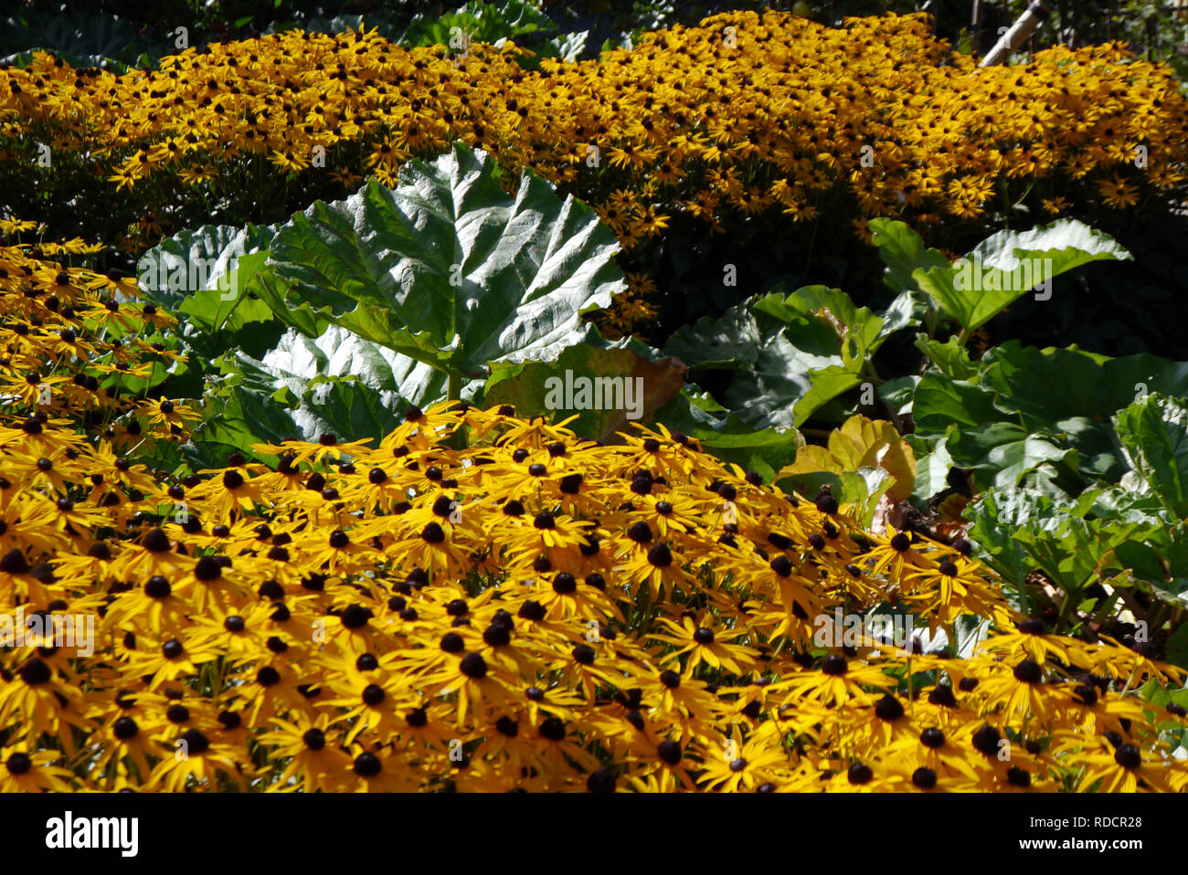 Rudbeckia fulgida 'deamii' (Black Eyed Susan) grown at RHS Garden Harlow Carr, Harrogate