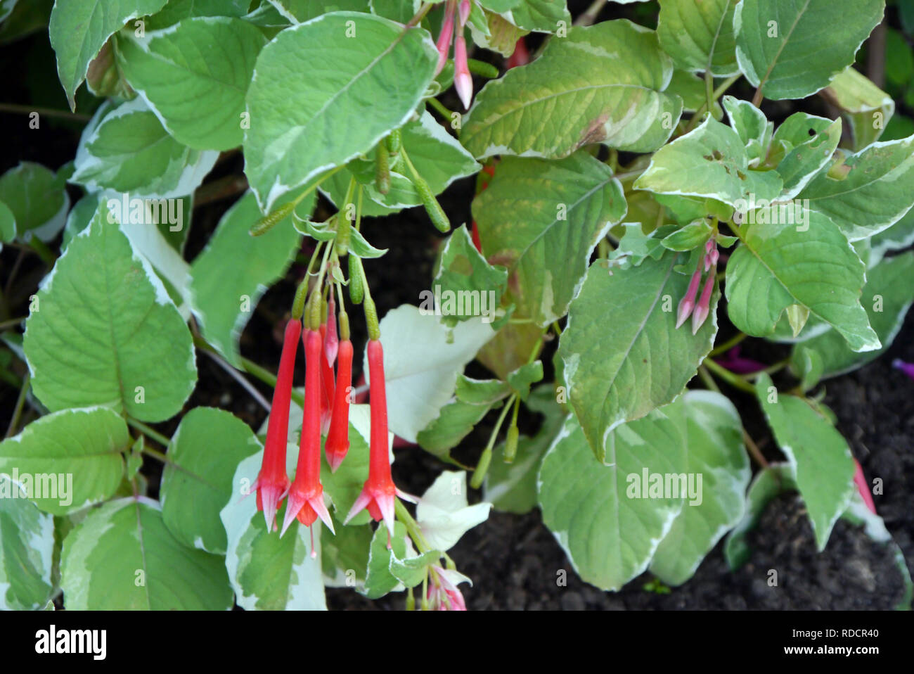 Long Pale orange/red flowers Fuchsia fulgens 'Variegata' grown at RHS Garden Harlow Carr, Harrogate, Yorkshire. England, UK. Stock Photo