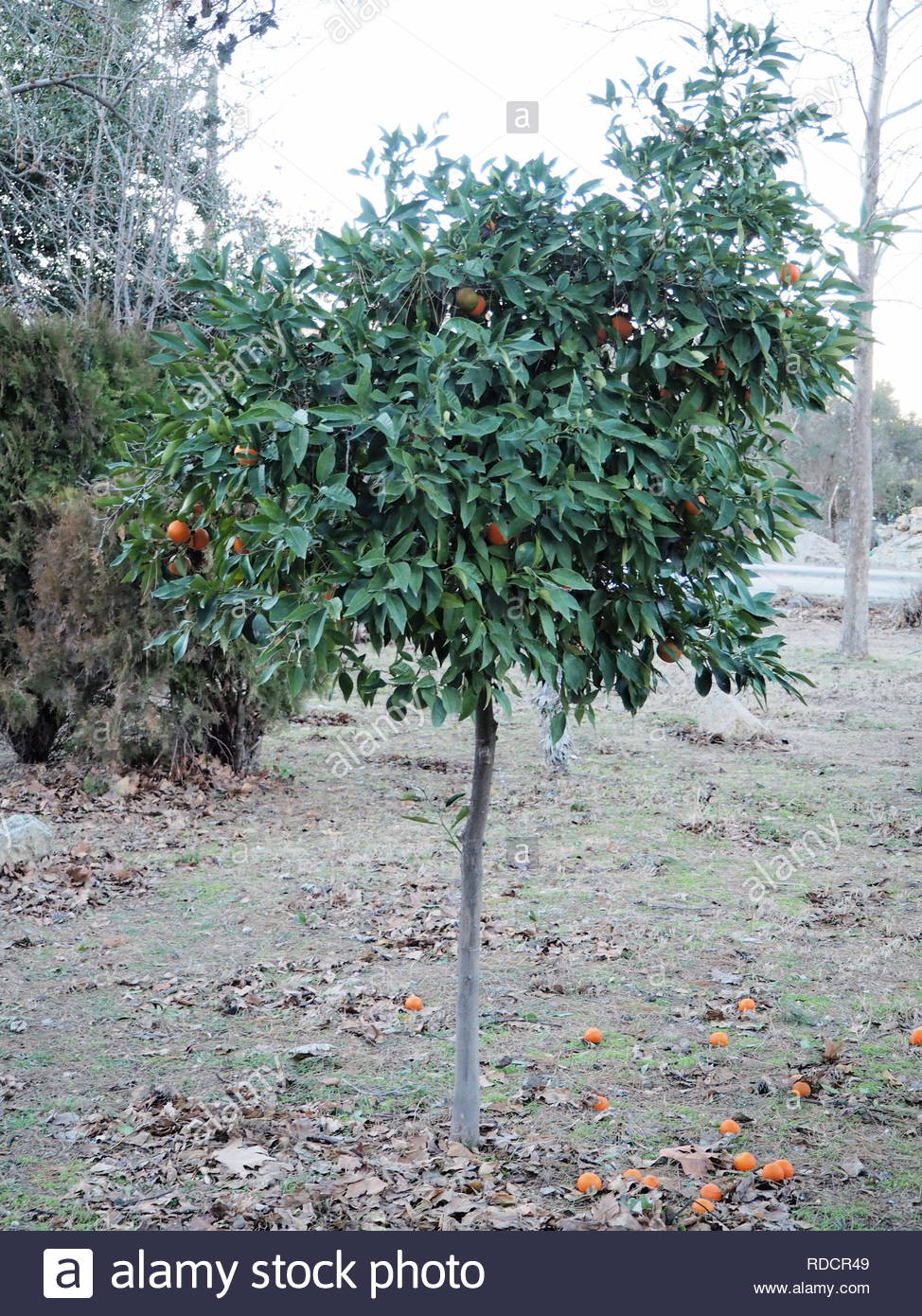 Sour Orange Tree Stock Photos & Sour Orange Tree Stock Images Alamy